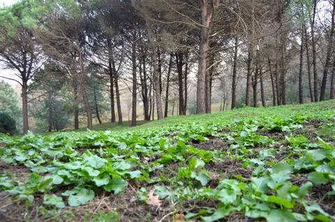 Green Ground In Forest Stock Photos