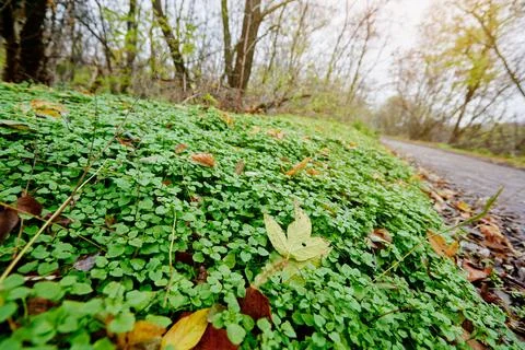 Green ground in the forest Foto stock