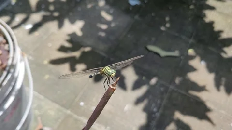Green-ground-skimmer-dragonfly-macro-takeoff 库存影片 338245696