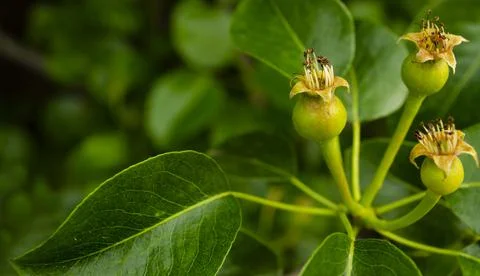 Green group of young pears on tree branch, selective focus close up. Beautifu Stock Photos