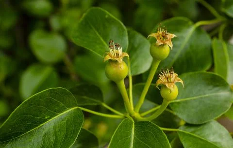 Green group of young pears on tree branch, selective focus close up. Beautifu Stock Photos