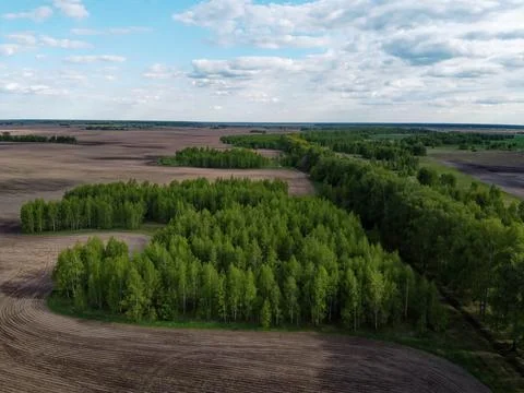 Green grove surrounded by plowed fields, aerial view. Beautiful landscape. Stock Photos