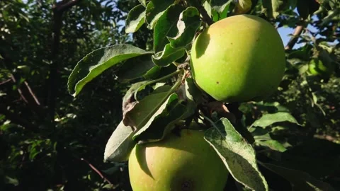 Green growing apples 動画素材 146627141