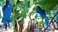 Green growing bunch of bananas with plastic wrapping. Plantation in Cyprus HD Footage