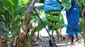 Green growing bunch of bananas with plastic wrapping HD Footage