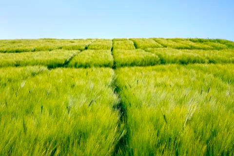 Green growing corn, divided by regular ways Stock Photos