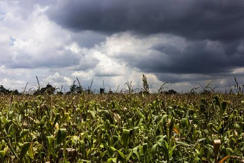 Green Growing Corn Field Under Cloudy Sky Stock Photos