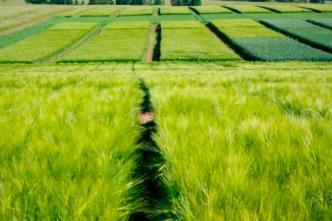 Green growing corn Stock Photos