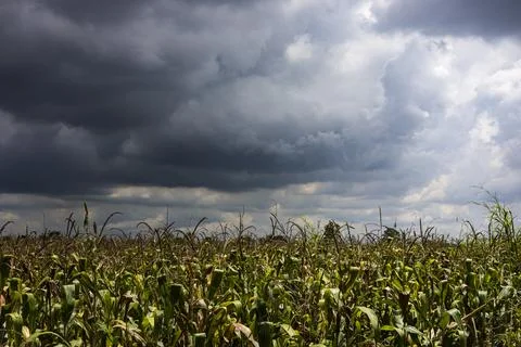 Green Growing Cornfield Under Cloudy Sky Stock-Fotos