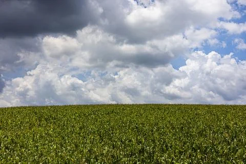 Green Growing Cornfield Under Cloudy Sky 库存照片