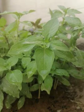 Green Growth; Exploring the Depths of Basil Foliage Stock Photos