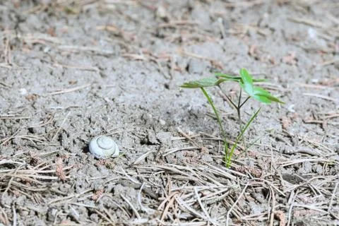 Green growth Stock Photos