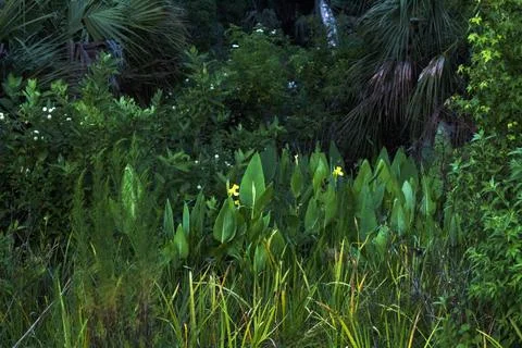 Green Growth Foto stock