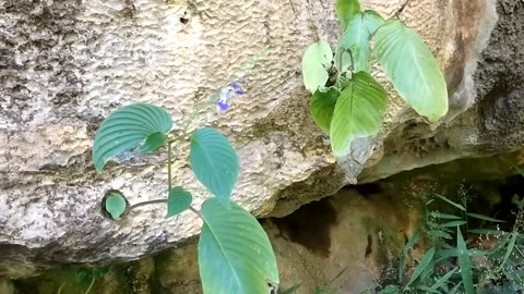 Green Growth on Stone Stock Footage 330586887