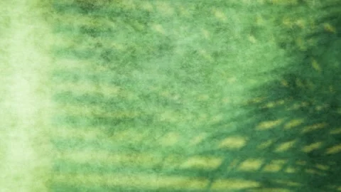 Green grunge background with subtle leaf shadows animation loop Stock Footage 347877655