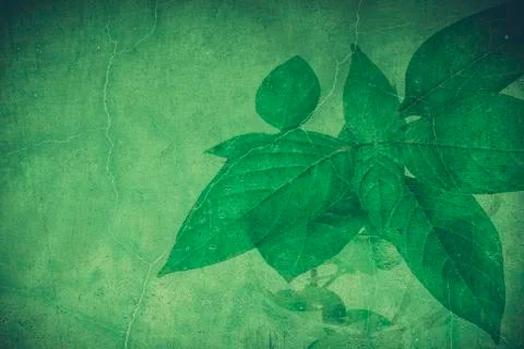 Green grunge leaf  background. Stock Illustration