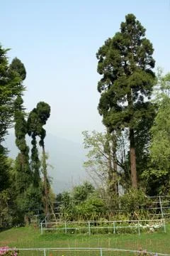 Green Guards Stock Photos