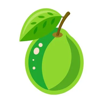 Green guava fruit with leaf vector illustration isolated on white background Stock Illustration