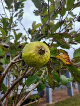 Green Guava Fruit Stock Photos