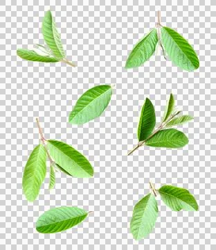 Green guava leaves pattern on transparent background, set of green leave Stock Photos