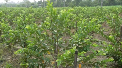 Green Guava Plants Stock Footage 336690282