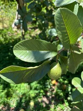 Green Guava on Tree Stock Photos