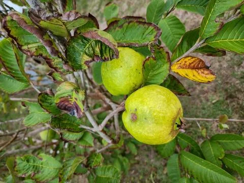 Green Guava on Tree Stock Photos