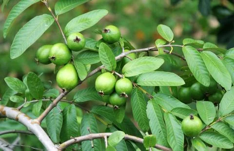 Green Guavas on tree Stock Photos