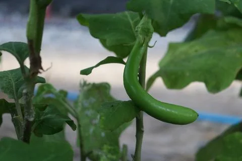 Green Guinea squash fruit. Foto stock