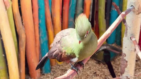 Green Guinea Turaco Stock Footage 346489157