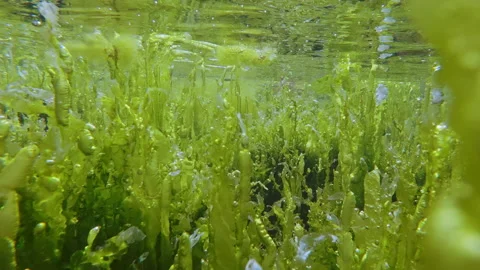 Green gutweed algae with oxygen bubbles under mirroring sea surface Stock Footage 342725411