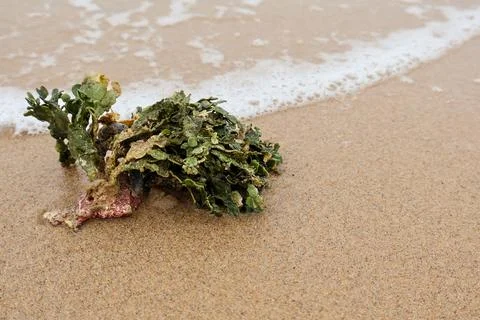 Green Halimeda algae washed up on a sandy beach. Stock Photos