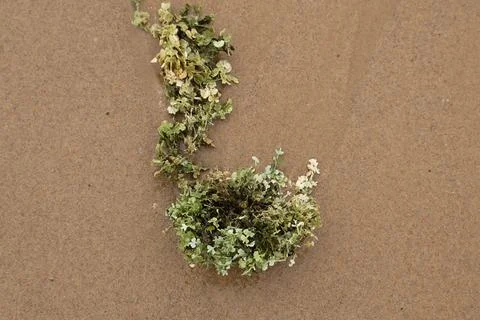 Green Halimeda algae washed up on a sandy beach. Stock Photos
