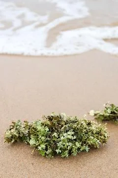 Green Halimeda algae washed up on a sandy beach. Stock Photos