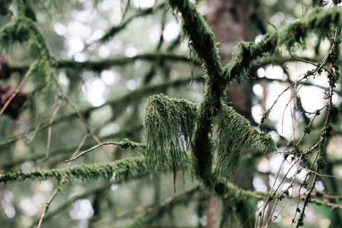 Green hanging moss on the branches of a tree in the forest. Ecology concept Stock Photos