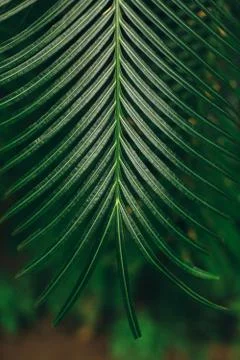 Green hanging palm leaf Stock Photos