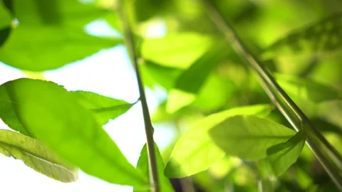 Green hanging wall low angle vertical garden concept Video stock 111645952