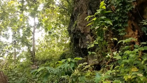 Green Harmony Behind the Rocks Stock-Footage 328763195