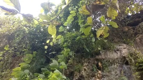 Green Harmony on the Cliffside Stock Footage 330274216