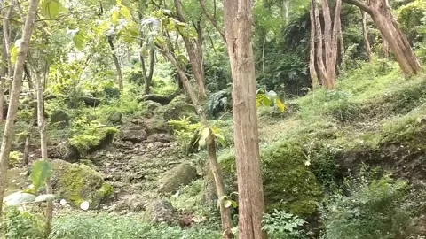 Green Harmony on the Hillside Stock Footage 329242408