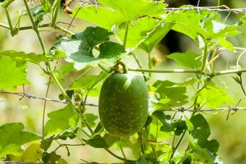 The green hatching tree grows on the Barbed wire in the garden to grow itself Stock Photos
