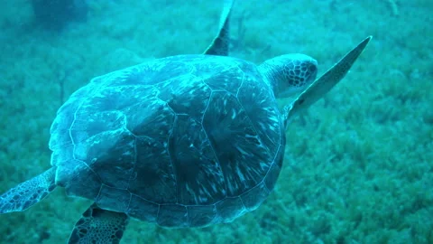 Green Hawksbill Turtle Flying Over Plants In Sea - Oranjestad, Sint Eustatius Stock Footage 234090638