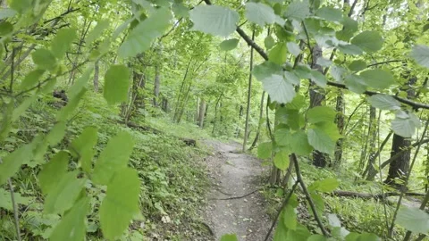 The green hazel leaves and continues along a dirt forest path. Stock Footage 338404654