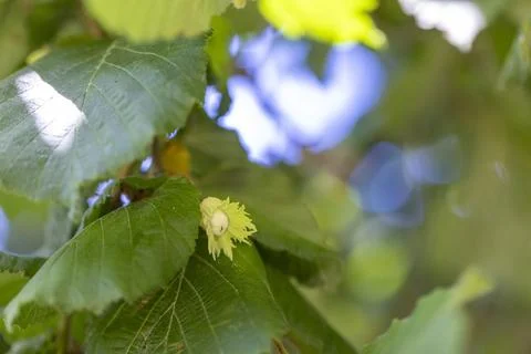 Green hazelnut developing on branch in sunlight Foto stock