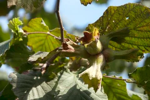 Green Hazelnut Stock Photos