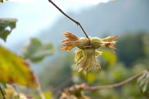Green Hazelnut Stock Photos