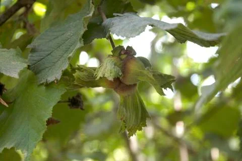 Green Hazelnut Stock Photos