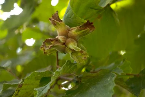 Green Hazelnut Stock Photos