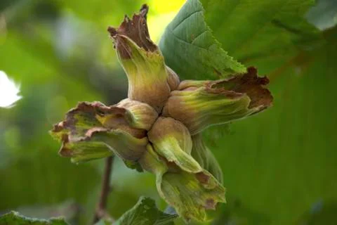 Green Hazelnut Stock Photos