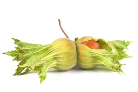 Green Hazelnut Shell Foto stock